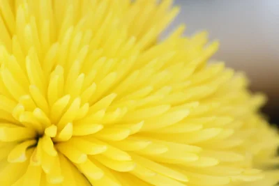 yellow chrysanthemum petals in soft focus