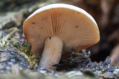 mushroom gills visible from below on bark