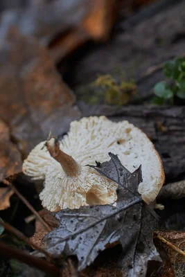 mushroom cap among fallen autumn leaves