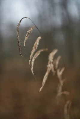 dried grass seed heads with spider web