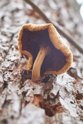 small brown mushroom growing on tree bark
