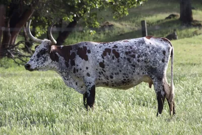 spotted cow with horns standing in pasture