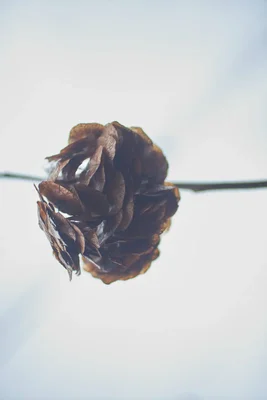 dried rose against soft white background