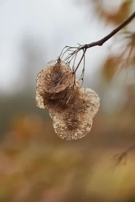 dried seed pods hanging from branch
