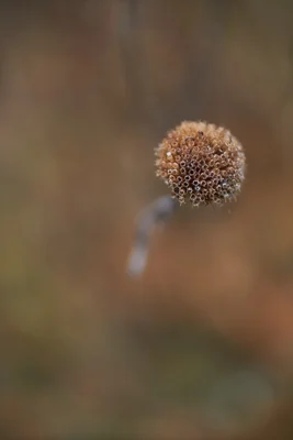dried seed head with intricate spherical pattern