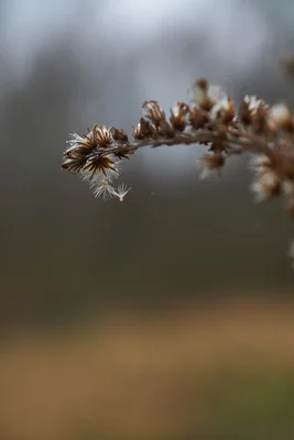 dried seed heads on thin stem