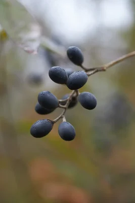 dark blue berries on slender branch