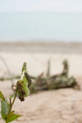 monarch caterpillar on damaged plant near beach