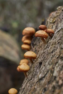 small mushrooms growing on tree bark