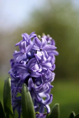 purple hyacinth flower in soft focus