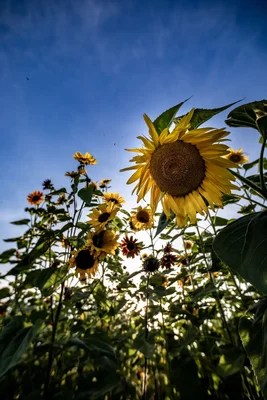 sunflowers reaching toward bright blue sky