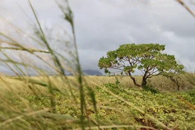 lone tree in coastal grassland landscape