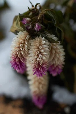 dried wheat colored flowers with purple tips