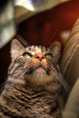tabby cat looking upward with green eyes
