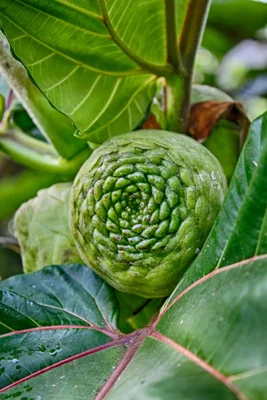 unfurling fern frond among tropical foliage