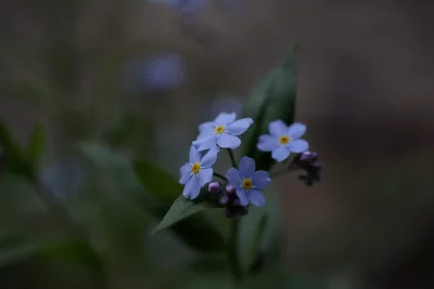 small blue forget-me-not flowers with yellow centers