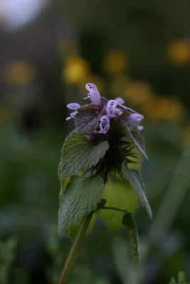 purple wildflower with textured green leaves