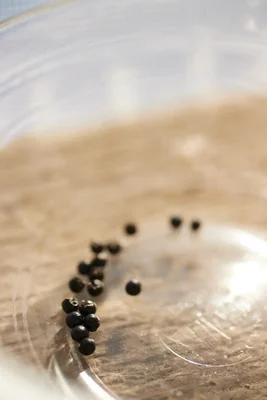 black peppercorns scattered on wet surface