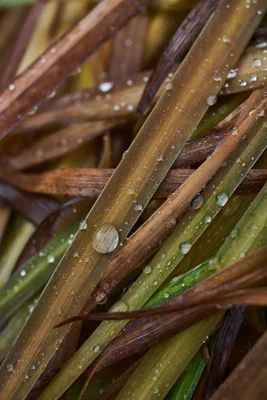 wet grass blades with water droplets
