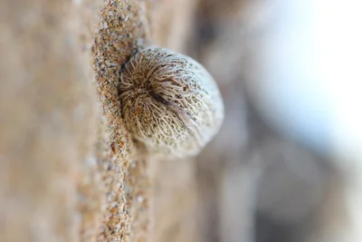 small snail shell on weathered branch