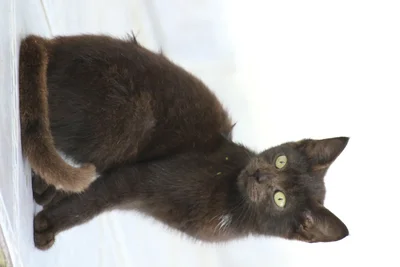 black cat looking up from white surface