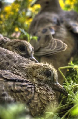 ground dwelling birds among wildflowers and grass