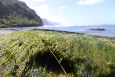 green algae covered rock near ocean shore