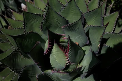 green succulent plant with spiky edges
