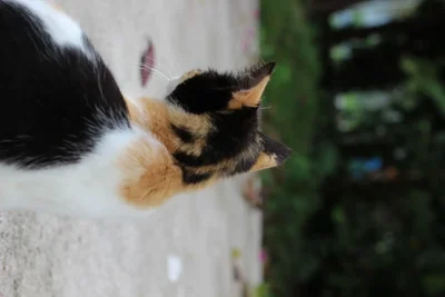 calico cat looking up outdoors