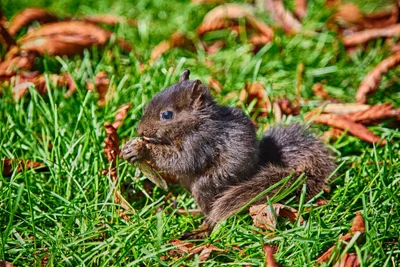 young squirrel eating on grass with autumn leaves