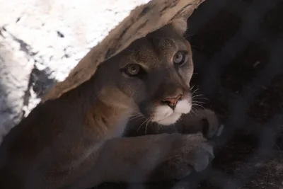 mountain lion resting beneath rocky overhang