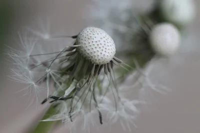 dandelion seed head with wispy seeds attached