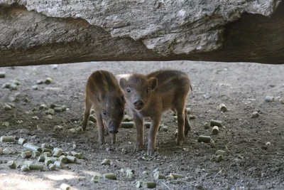 two young wild boar piglets under fallen log