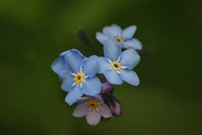 small blue flowers with yellow centers blooming
