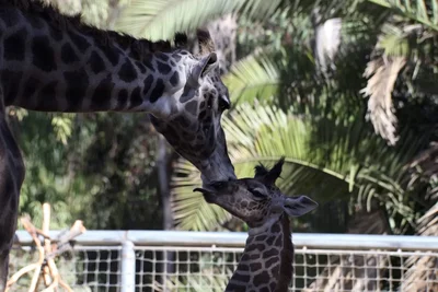 adult giraffe nuzzling young calf at zoo