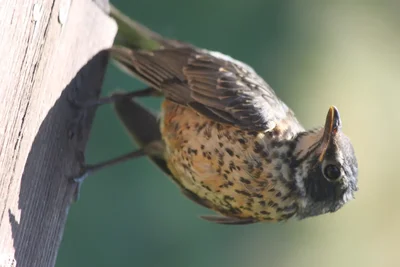 small bird clinging to weathered wood