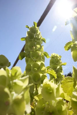 green bell shaped flowers in sunlight
