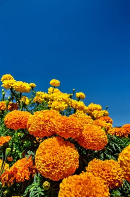 bright marigold flowers against clear blue sky