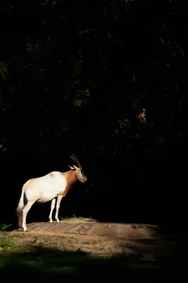 oryx standing on rock in dramatic sunlight