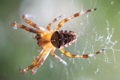 spider on web with orange striped legs