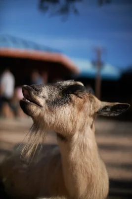goat looking upward against blurred background