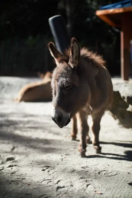 small donkey standing on sandy ground outdoors