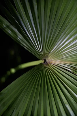 fan palm leaf radiating from central stem