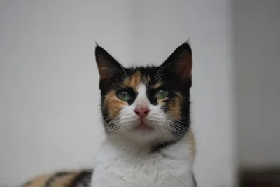 calico cat looking upward with green eyes