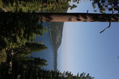 tall pine tree beside calm lake water