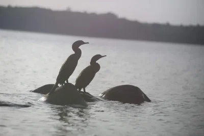 two cormorants perched on rocks in water