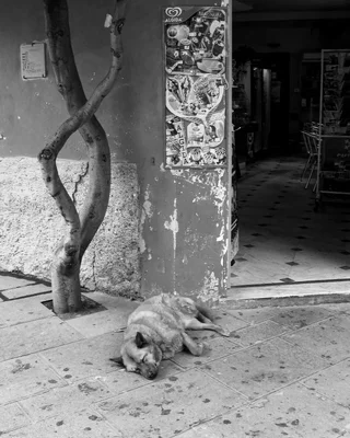 stray dog sleeping on sidewalk near store