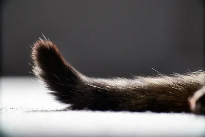 cat tail curled upward against grey background