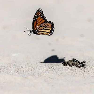 monarch butterfly hovering above sandy ground