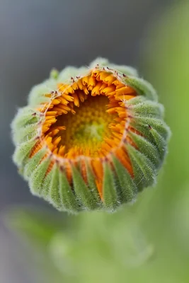 unopened flower bud with orange petals emerging